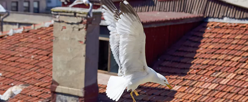 Residential Chimney Animal Removal Solution in Little Elm, TX