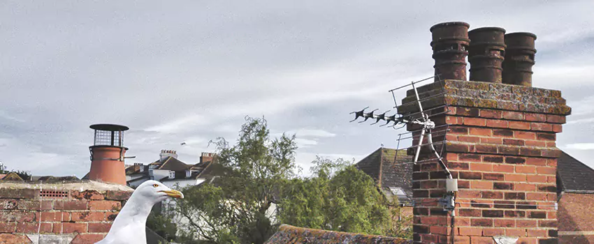 Chimney Cleaning And Restoration in Little Elm, Texas
